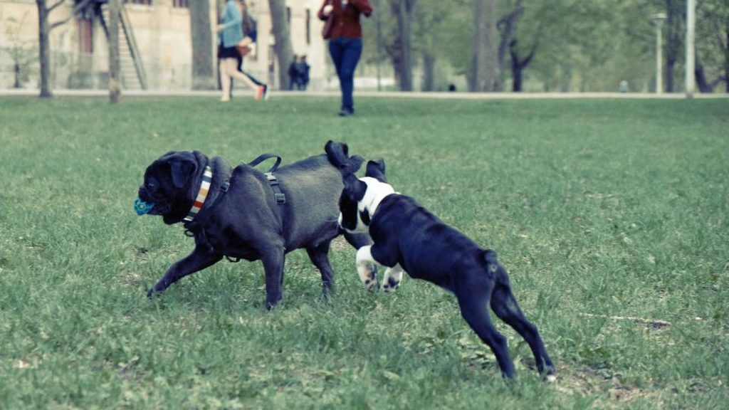 Woofstock '26: A Free Dog Party at The Central