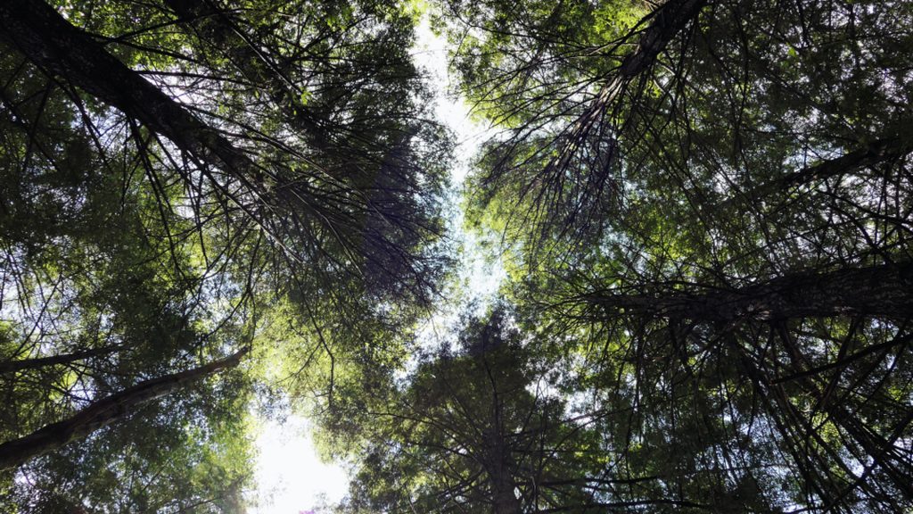 Washington Native Trees Tour